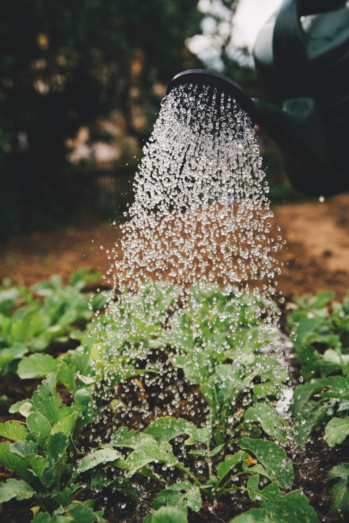 Getto d'acqua sopra un campo coltivato